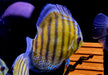 WF-Diskus Green Tefé - Symphysodon aequifasciatus