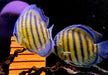 WF-Diskus Green Tefé - Symphysodon aequifasciatus