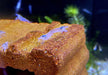 Weiße Amanogarnele - Caridina japonica Snow white