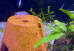 Weiße Amanogarnele - Caridina japonica Snow white
