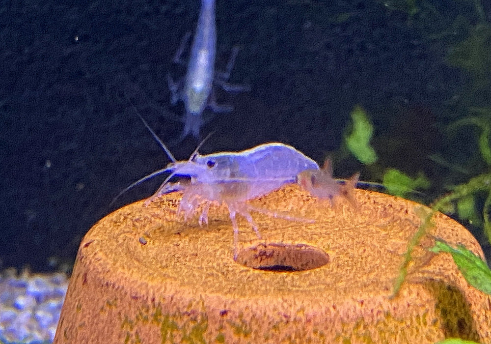 Weiße Amanogarnele - Caridina japonica Snow white