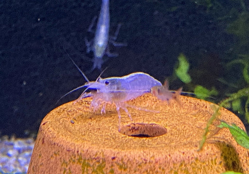 Weiße Amanogarnele - Caridina japonica Snow white