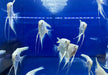 White Diamond Skalar - Pterophyllum scalare aqua-teck