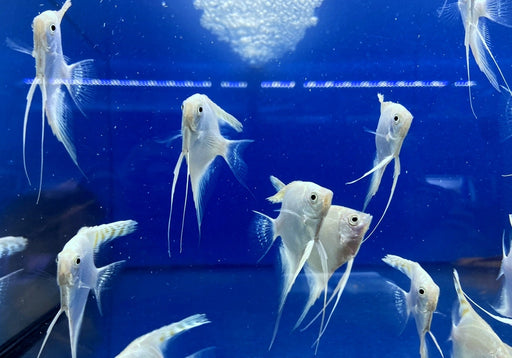 White Diamond Skalar - Pterophyllum scalare aqua-teck