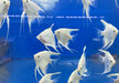 White Diamond Skalar - Pterophyllum scalare aqua-teck