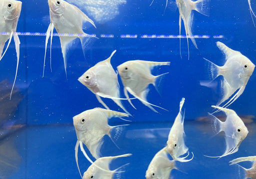 White Diamond Skalar - Pterophyllum scalare aqua-teck