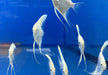 White Diamond Skalar - Pterophyllum scalare aqua-teck