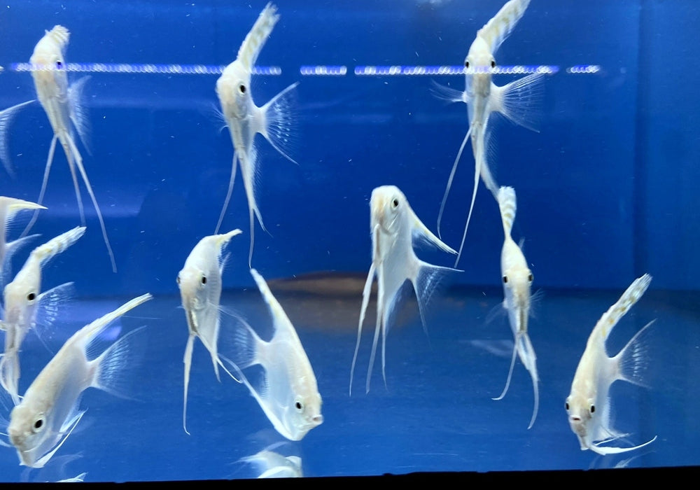 White Diamond Skalar - Pterophyllum scalare aqua-teck