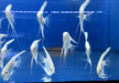 White Diamond Skalar - Pterophyllum scalare aqua-teck