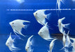 White Diamond Skalar - Pterophyllum scalare aqua-teck