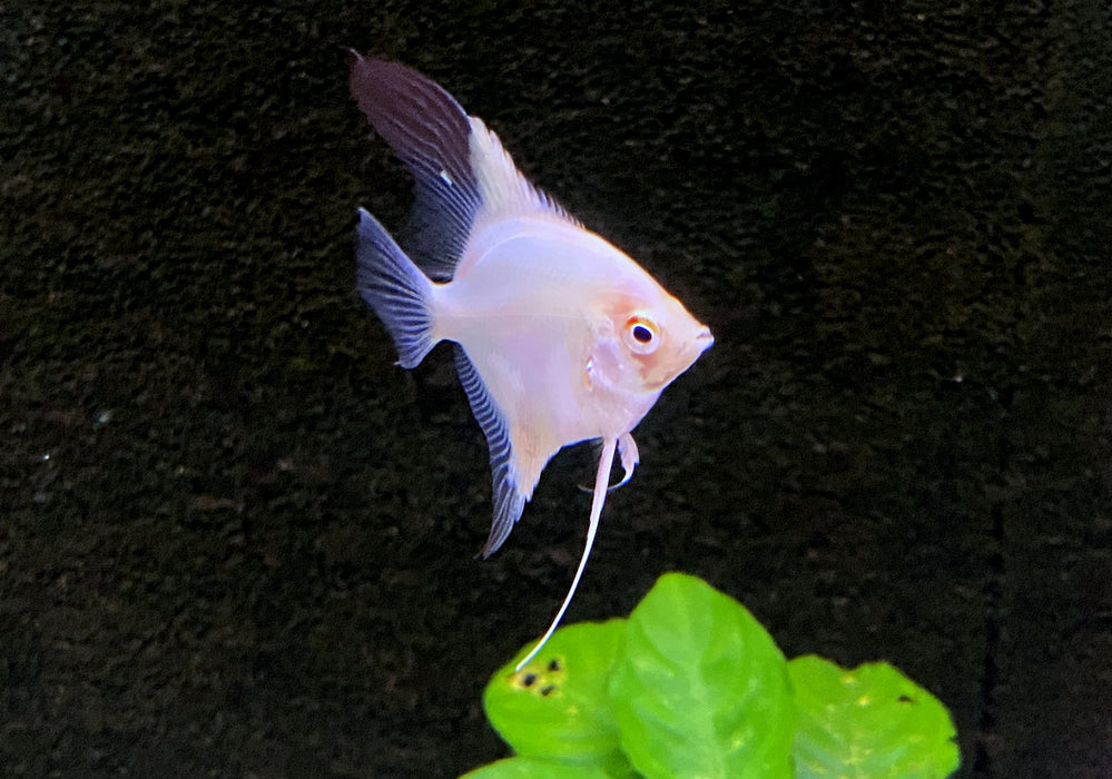 White Paraiba Skalar - Pterophyllum scalare
