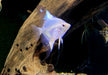 White Paraiba Skalar - Pterophyllum scalare