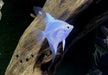 White Paraiba Skalar - Pterophyllum scalare