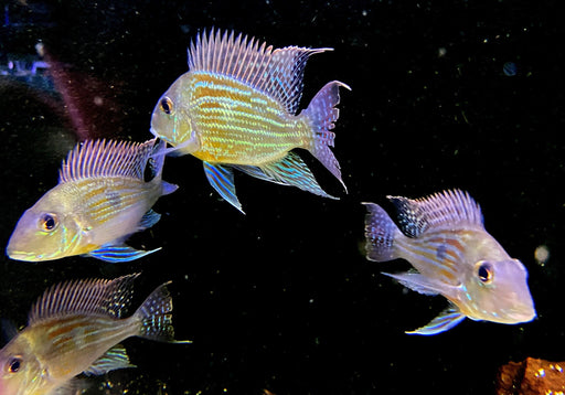 XL- Svens Erdfresser - Rio Araguaia- Geophagus sveni