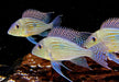XL- Svens Erdfresser - Rio Araguaia- Geophagus sveni
