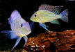 XL- Svens Erdfresser - Rio Araguaia- Geophagus sveni