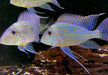 XL- Svens Erdfresser - Rio Araguaia- Geophagus sveni