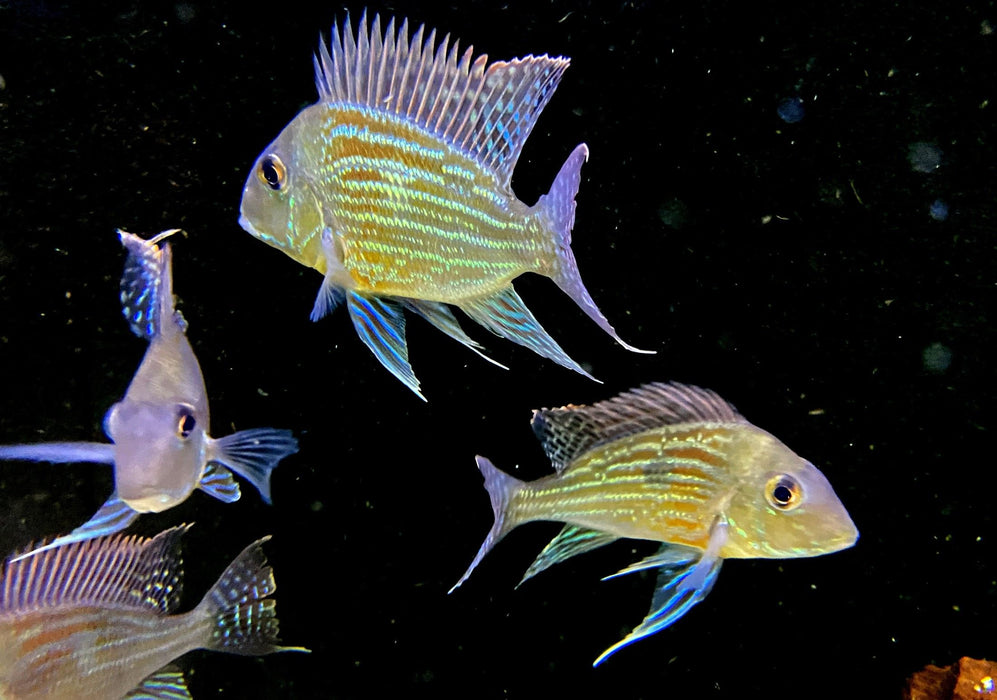XL- Svens Erdfresser - Rio Araguaia- Geophagus sveni