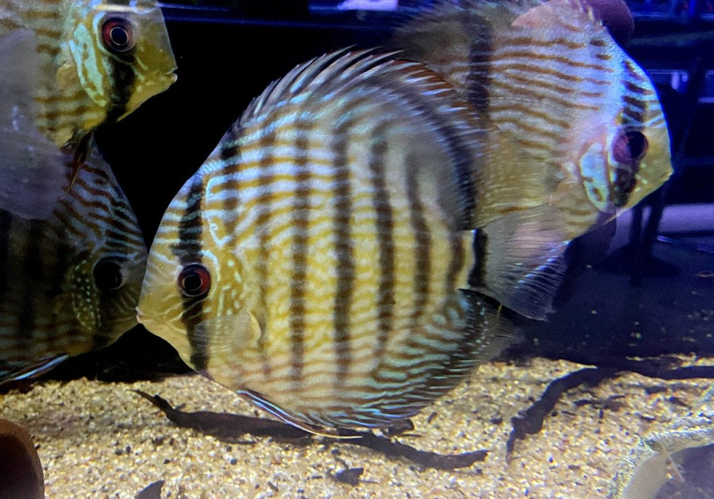 SONDERPREIS - XL Heckel-Diskus (WF) Brillant Nhamunda Blue Head - Symphysodon discus Rio Nhamunda
