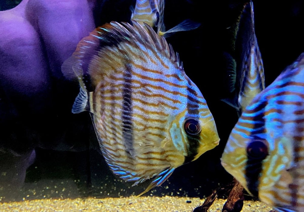 SONDERPREIS - XL Heckel-Diskus (WF) Brillant Nhamunda Blue Head - Symphysodon discus Rio Nhamunda
