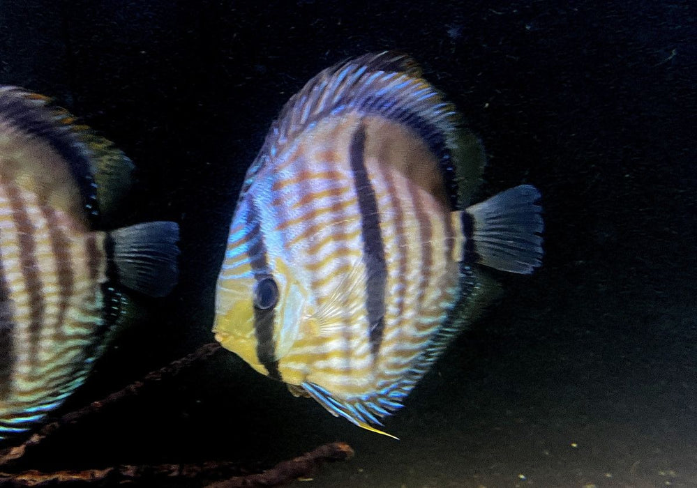 SONDERPREIS - XL Heckel-Diskus (WF) Brillant Nhamunda Blue Head - Symphysodon discus Rio Nhamunda