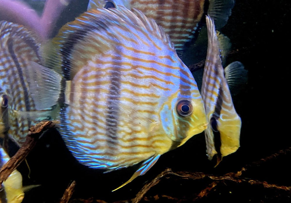 SONDERPREIS - XL Heckel-Diskus (WF) Brillant Nhamunda Blue Head - Symphysodon discus Rio Nhamunda