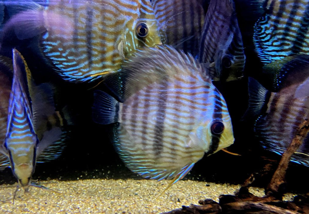 SONDERPREIS - XL Heckel-Diskus (WF) Brillant Nhamunda Blue Head - Symphysodon discus Rio Nhamunda