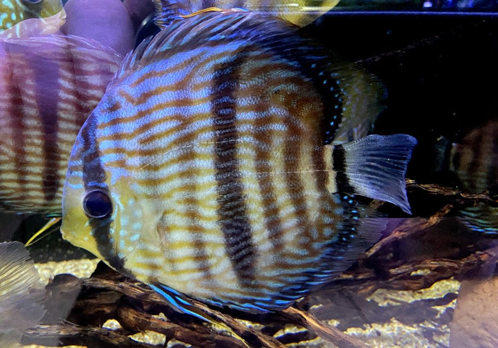 SONDERPREIS - XL Heckel-Diskus (WF) Brillant Nhamunda Blue Head - Symphysodon discus Rio Nhamunda