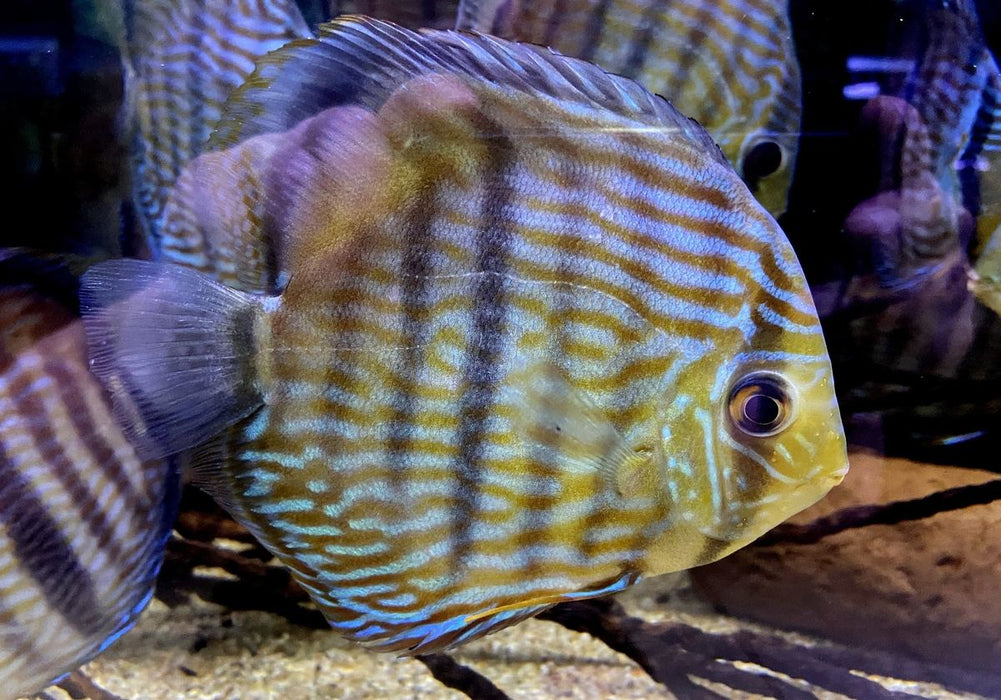 SONDERPREIS - XL Heckel-Diskus (WF) Brillant Nhamunda Blue Head - Symphysodon discus Rio Nhamunda