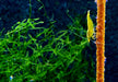 Yellow Fire Zwerggarnele - Neocaridina davidi 'yellow fire'