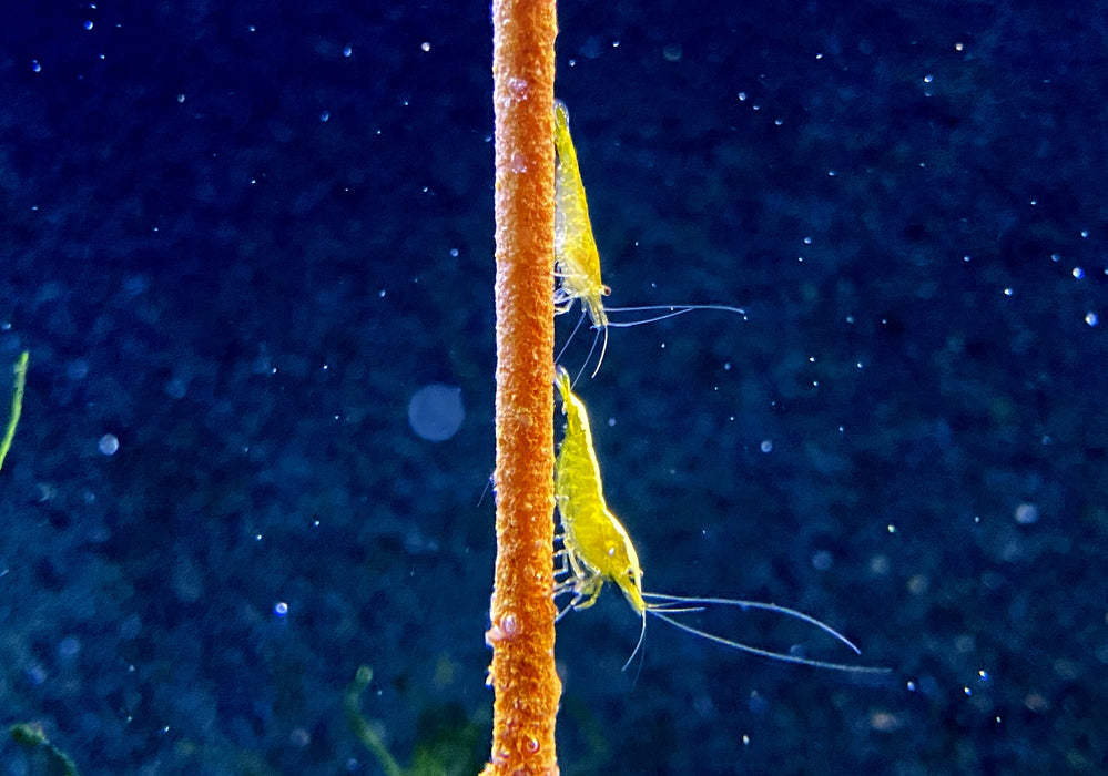 Yellow Fire Zwerggarnele - Neocaridina davidi 'yellow fire'