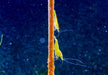 Yellow Fire Zwerggarnele - Neocaridina davidi 'yellow fire'
