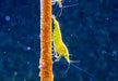 Yellow Fire Zwerggarnele - Neocaridina davidi 'yellow fire'