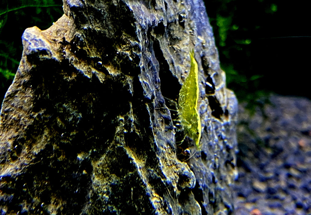 Yellow Fire Zwerggarnele - Neocaridina davidi 'yellow fire'