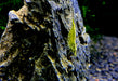 Yellow Fire Zwerggarnele - Neocaridina davidi 'yellow fire'