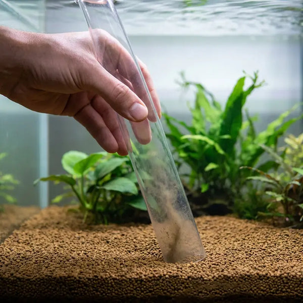 Mulmglocke reinigt Bodengrund im Aquarium von Mulm und Schmutz