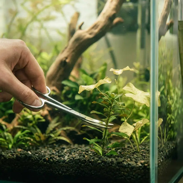 Pflanzenschere schneidet abgestorbene Blätter einer Aquarienpflanze zurück