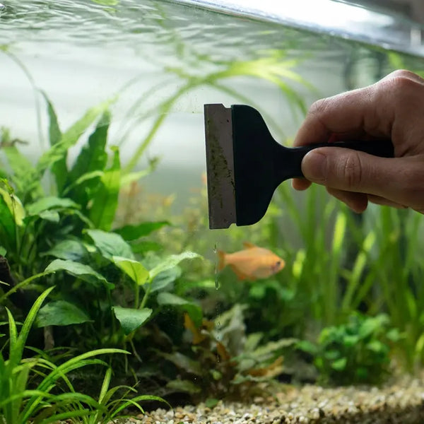 Scheibenreiniger entfernt Algenbelag von der Aquariumscheibe