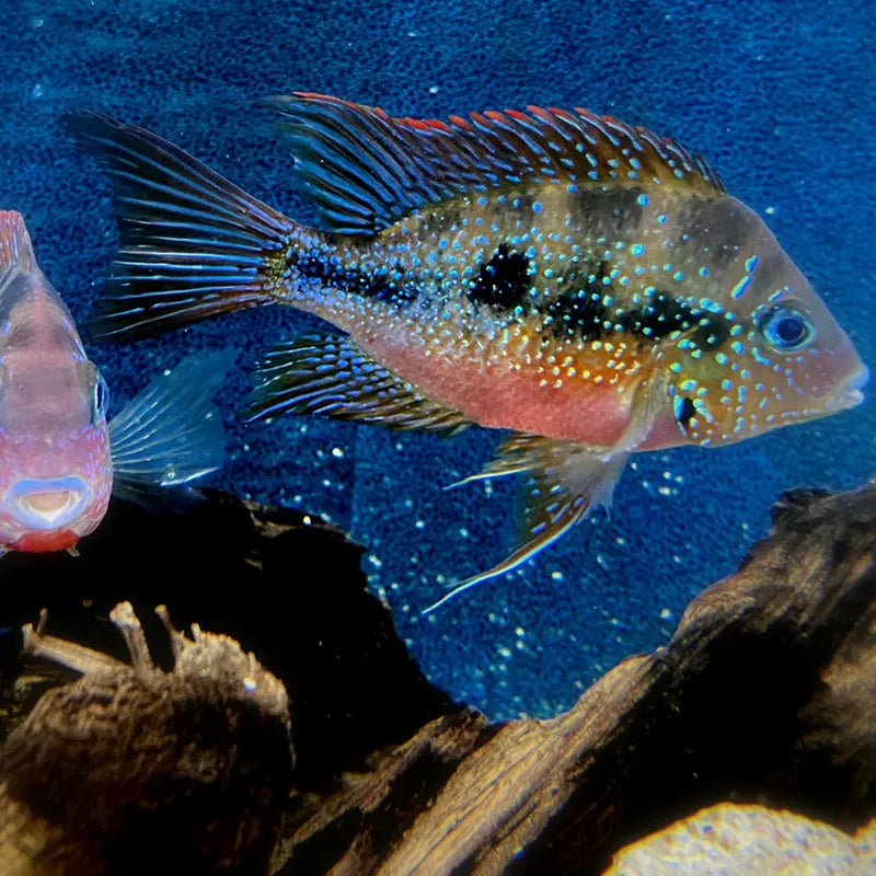 Buntbarsch Aquarium