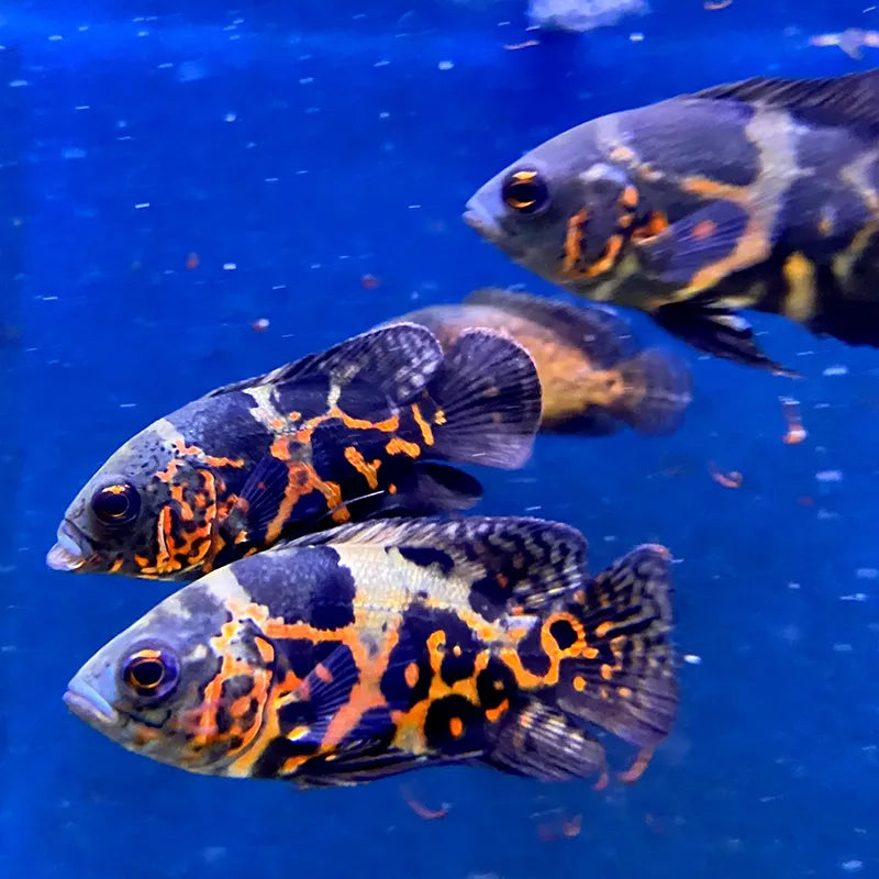 Buntbarsch Aquarium