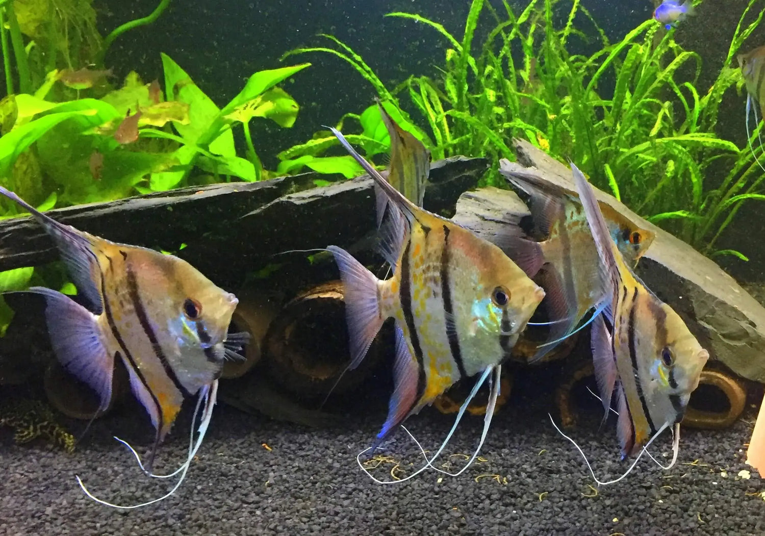 Schwarm Wildform-Skalare mit auffälliger Streifenzeichnung zwischen Wasserpflanzen und Wurzelholz im Aquarium