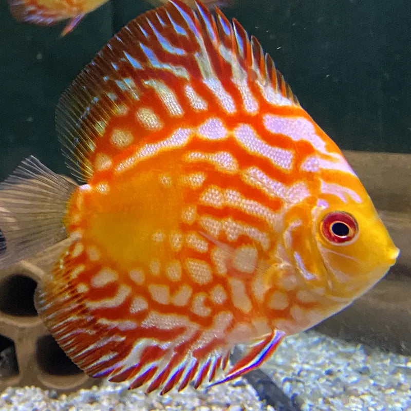 Diskusfisch Aquarium