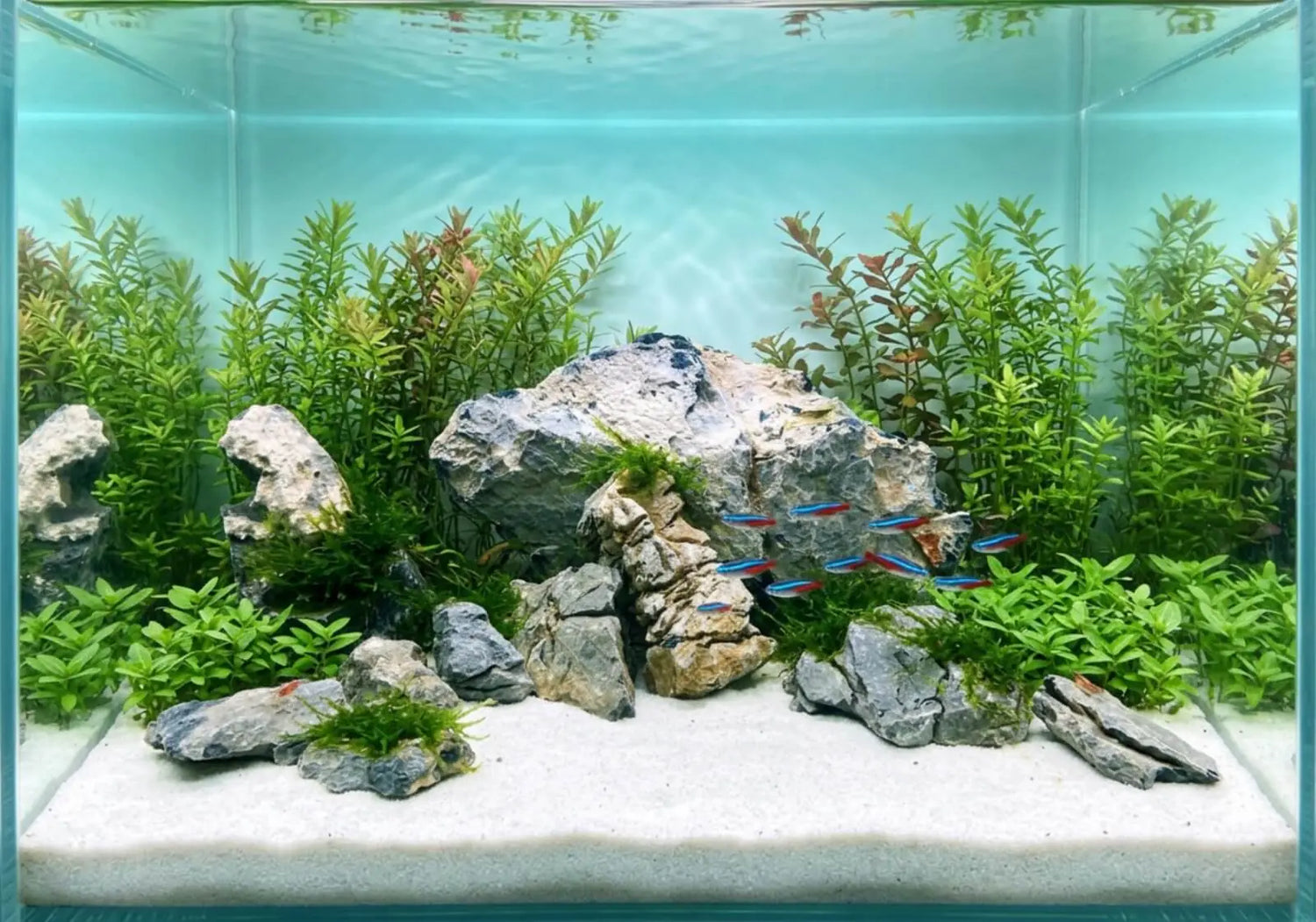 Bepflanztes Nano-Aquarium mit Steinaufbau, Moos und Neon-Salmlern im Schwarm