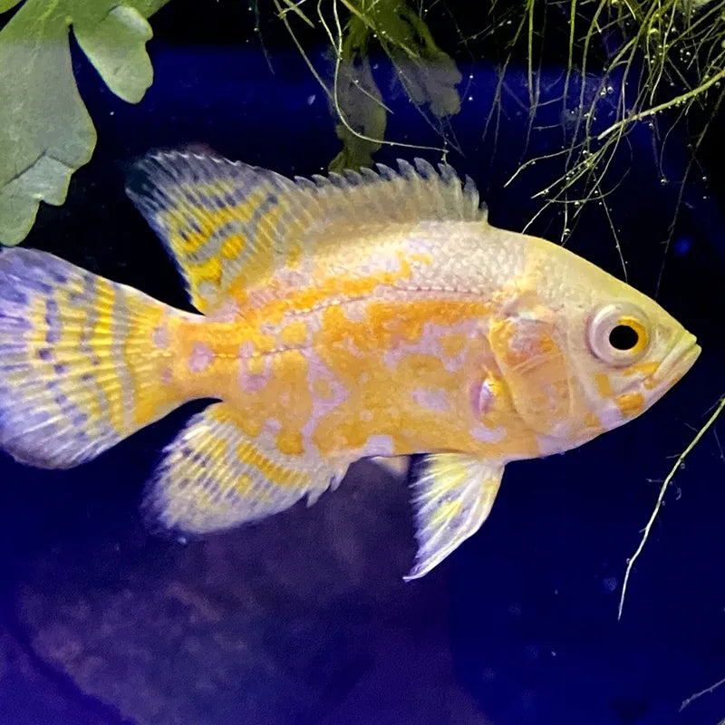 gelber Pfauenaugenbuntbarsch im Aquarium