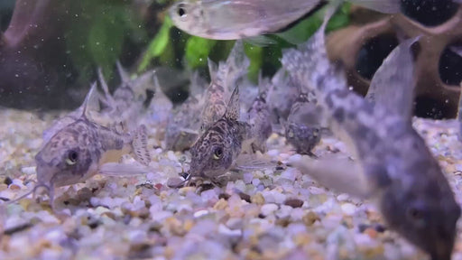 Marmorierter Panzerwels - Hoplisoma (Corydoras) paleatum