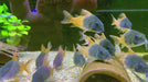 CW217 Rio Tomo Panzerwels - Hoplisoma sp. aff. concolor Rio Tomo CW217