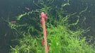 FeuergarneleKirschgarnele - Neocaridina davidi