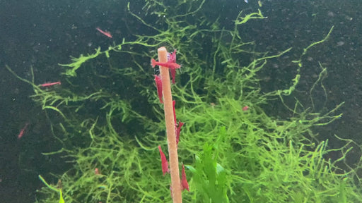 FeuergarneleKirschgarnele - Neocaridina davidi