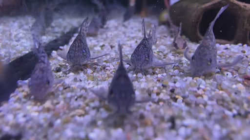 Marmorierter Panzerwels Highfin - Hoplisoma (Corydoras) paleatum