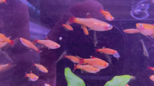 Kardinalbarbe  Kardinalfisch 'Gold' - Tanichthys albonubes Gold